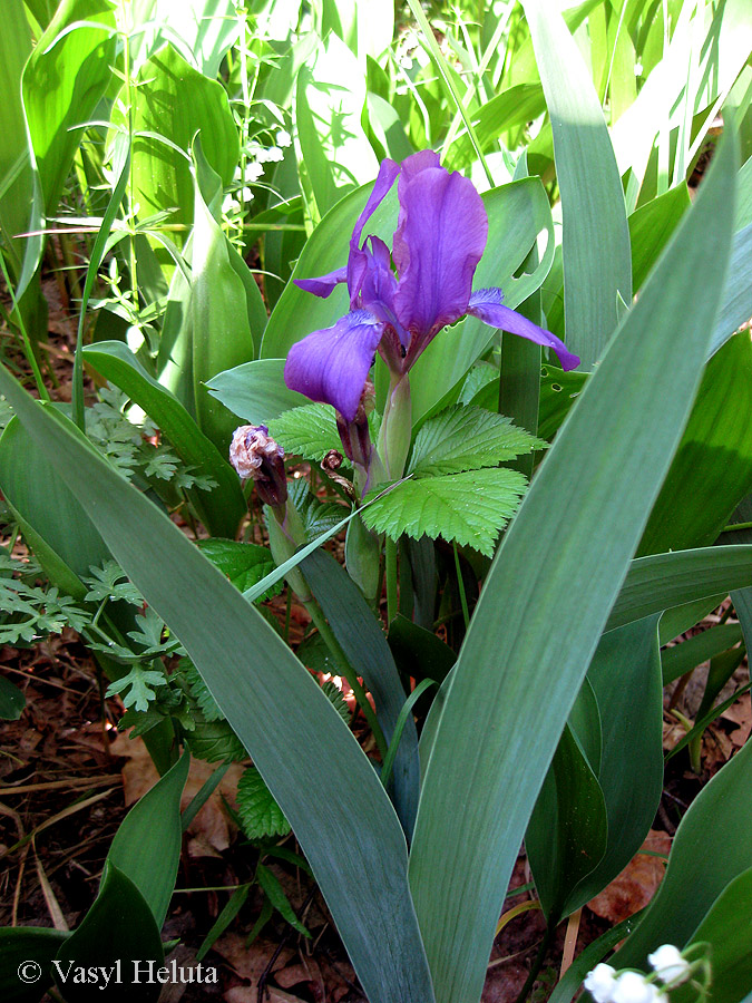 Image of Iris hungarica specimen.