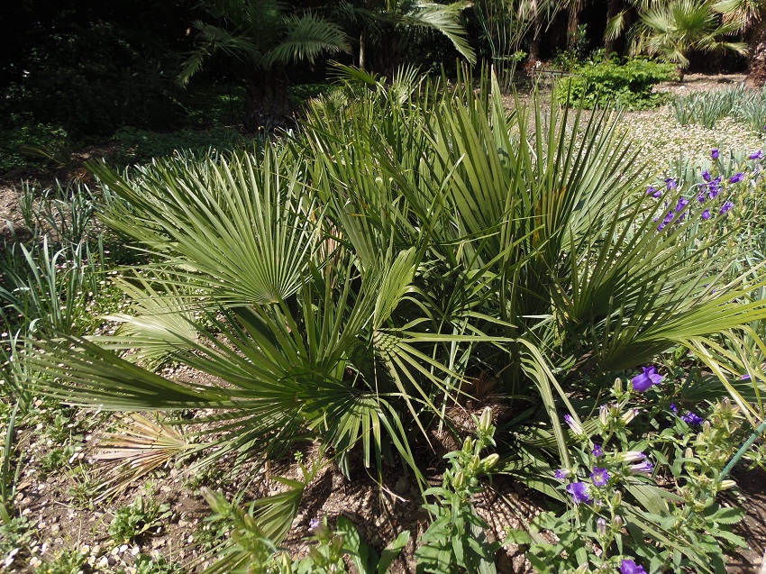 Image of Chamaerops humilis specimen.