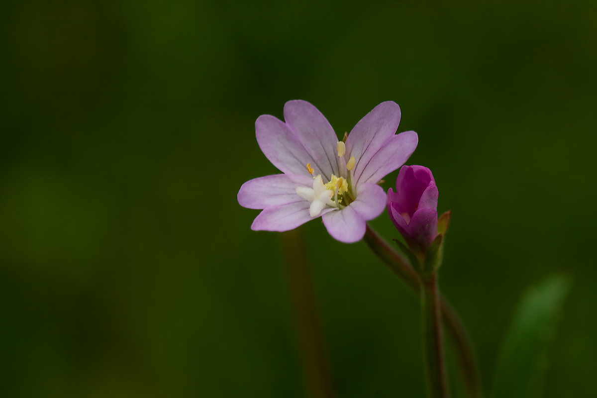 Image of genus Epilobium specimen.