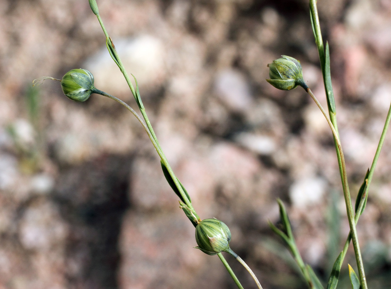 Image of Linum macrorhizum specimen.