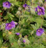 Geranium ibericum. Верхушки побегов с соцветиями. Германия, г. Krefeld, Ботанический сад. 10.06.2013.