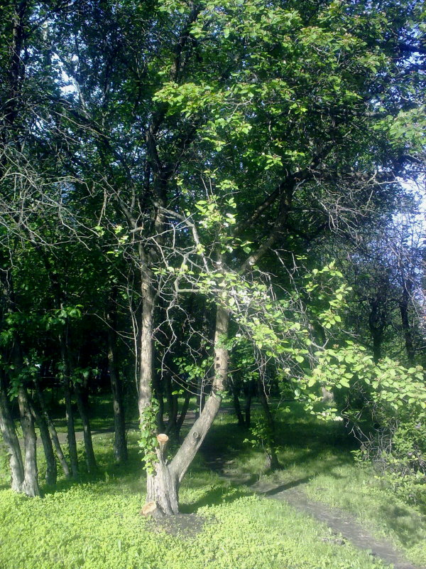 Image of Crataegus douglasii specimen.