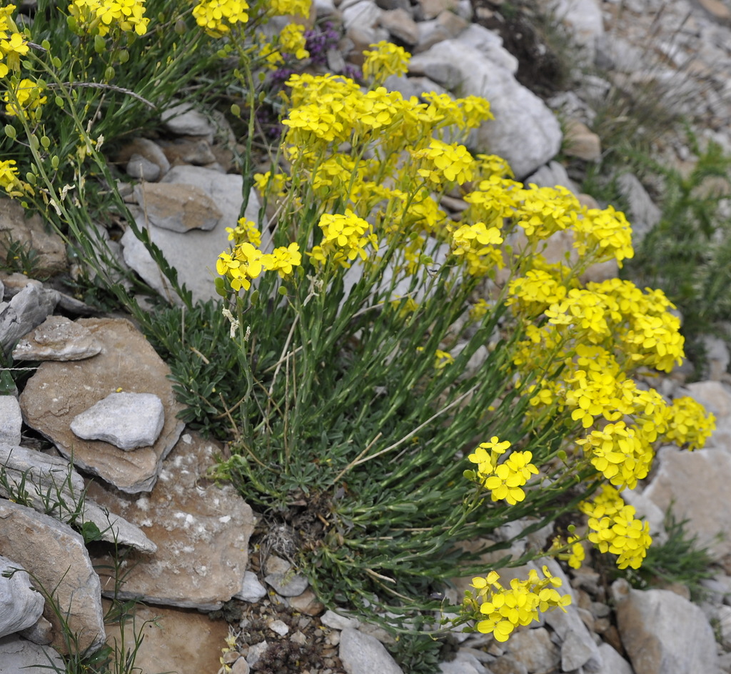 Image of Alyssoides utriculata specimen.