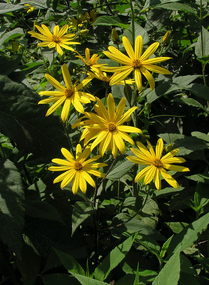 Изображение особи Helianthus tuberosus.