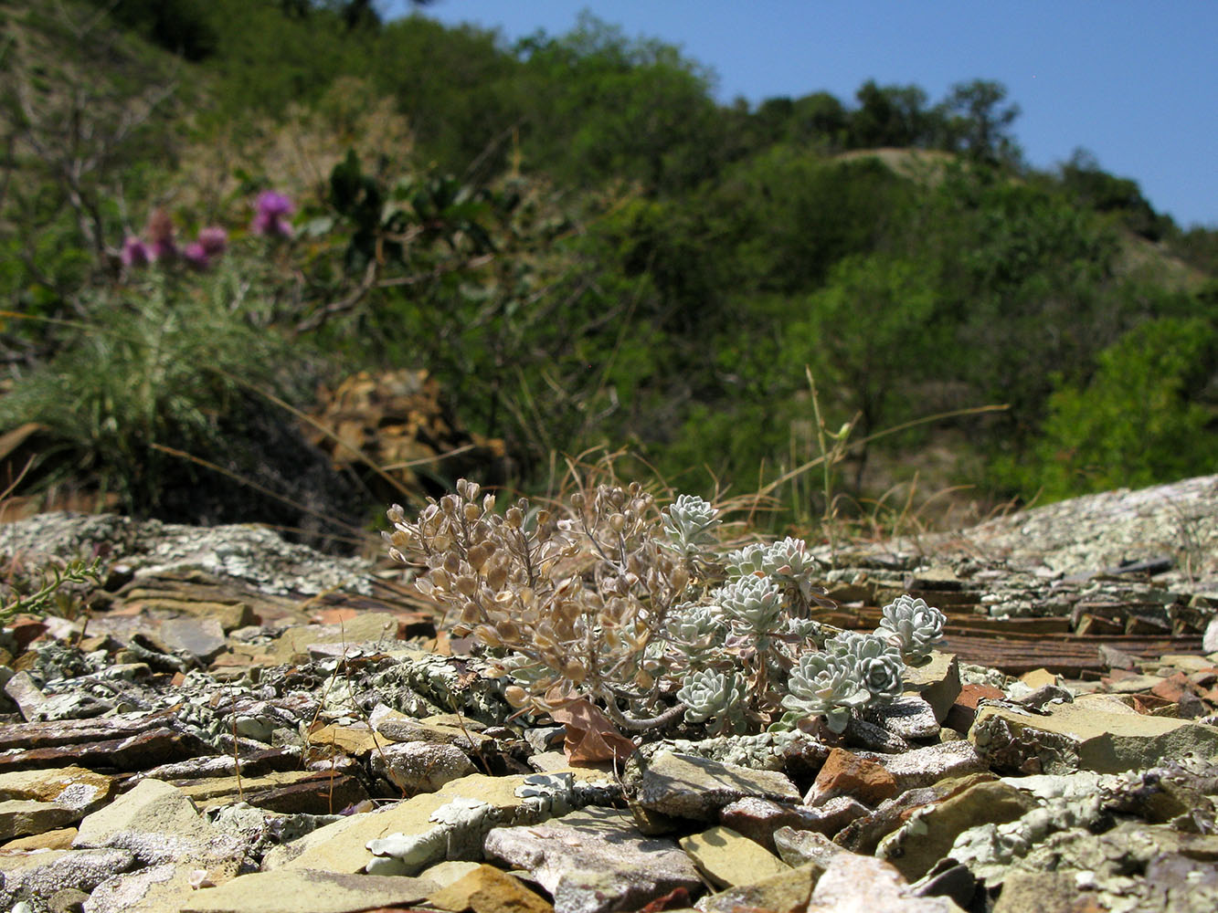 Image of Odontarrhena obtusifolia specimen.