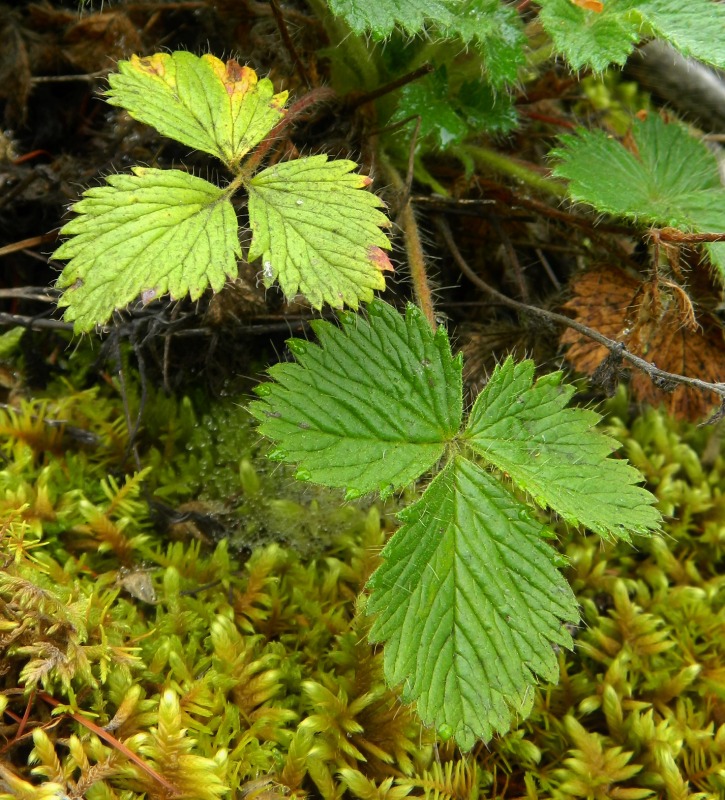 Изображение особи Potentilla asperrima.