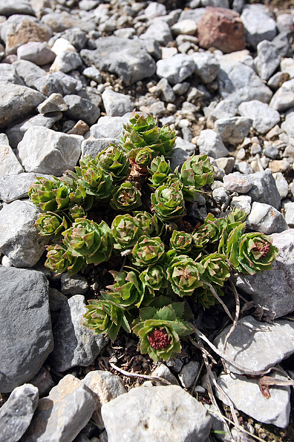 Изображение особи Rhodiola heterodonta.