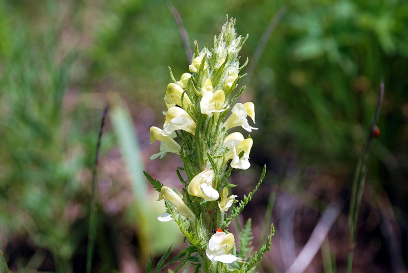 Image of Pedicularis dolichorrhiza specimen.