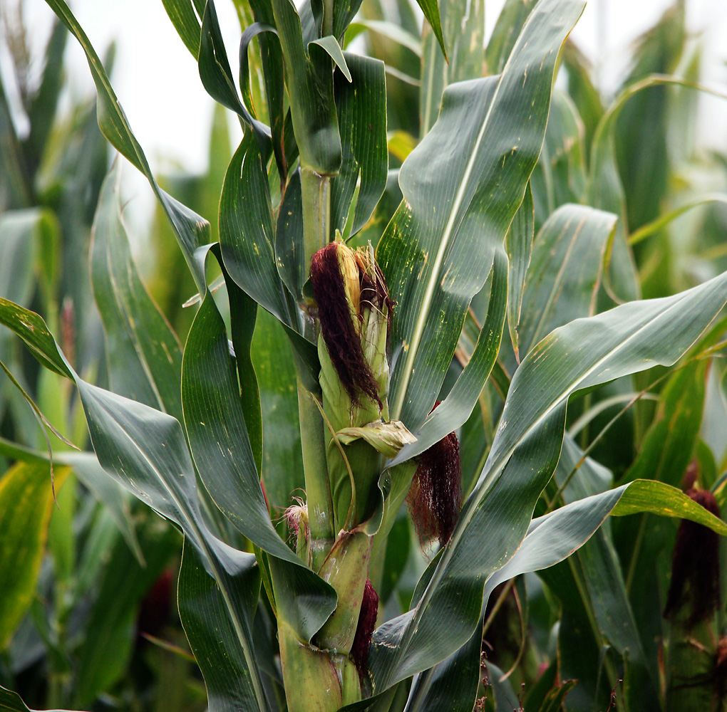 Image of Zea mays specimen.