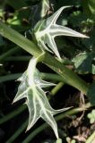 Eryngium variifolium. Листья в средней части побега. Германия, г. Krefeld, Ботанический сад. 20.08.2013.