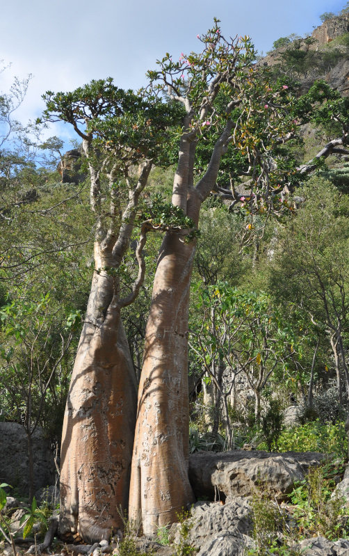 Image of Adenium obesum ssp. socotranum specimen.