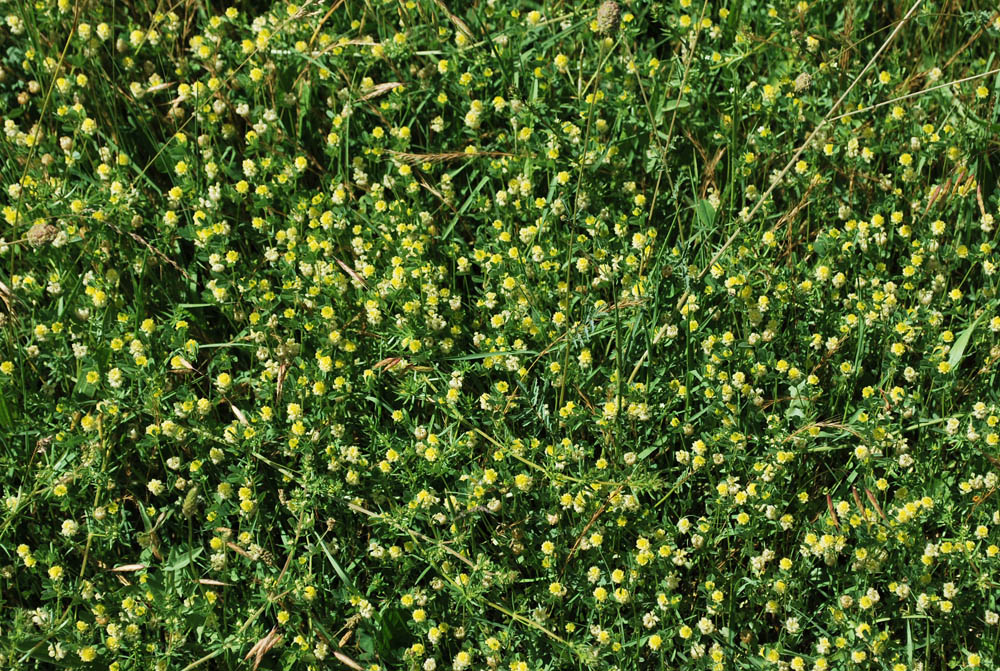 Image of Trifolium campestre specimen.