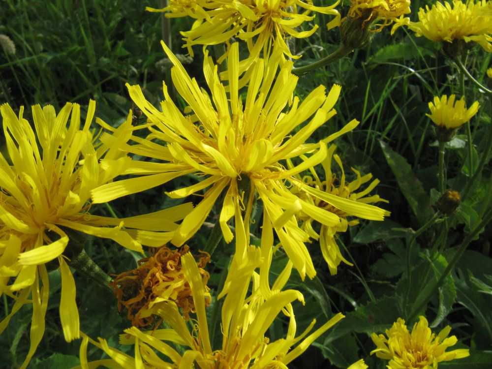 Image of Crepis sibirica specimen.