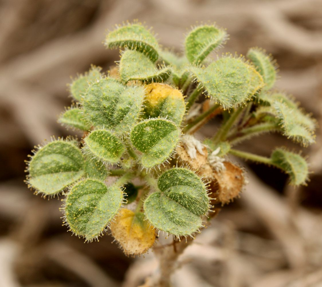 Image of Cleome droserifolia specimen.