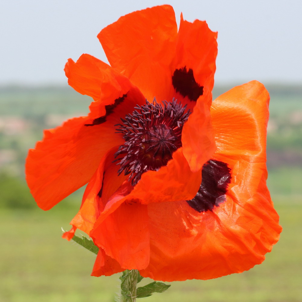 Image of Papaver orientale specimen.