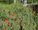 Papaver stevenianum