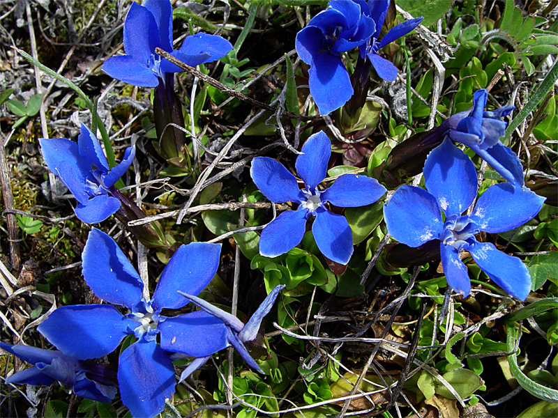 Изображение особи Gentiana angulosa.