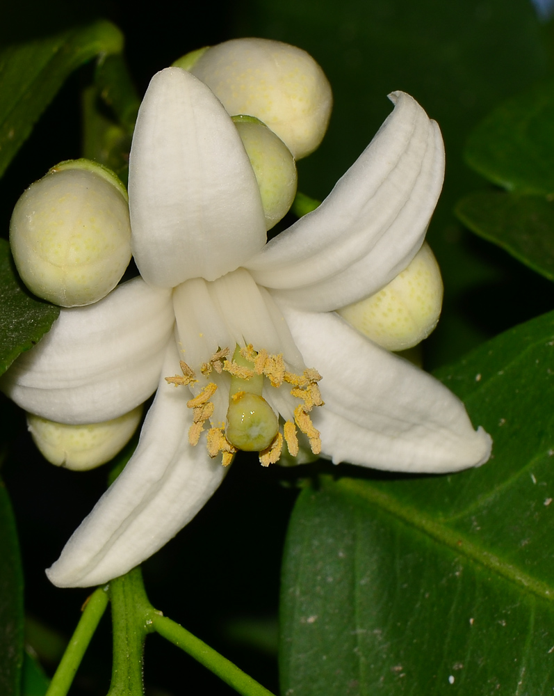 Image of Citrus &times; paradisi specimen.