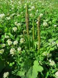 Plantago major