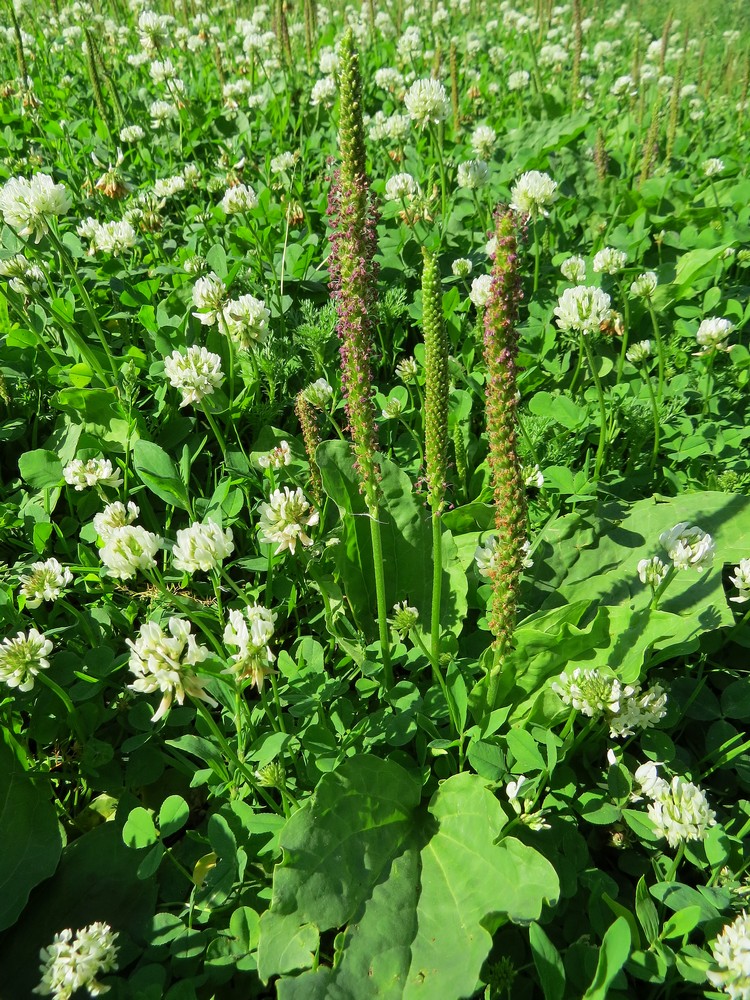 Изображение особи Plantago major.