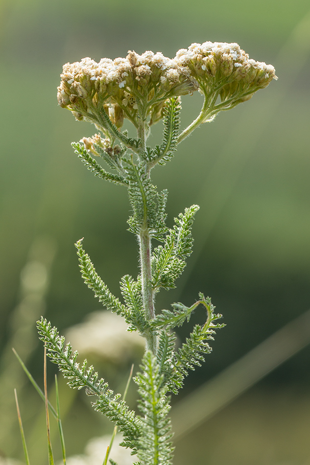 Изображение особи род Achillea.