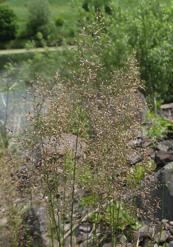 Изображение особи Poa palustris.