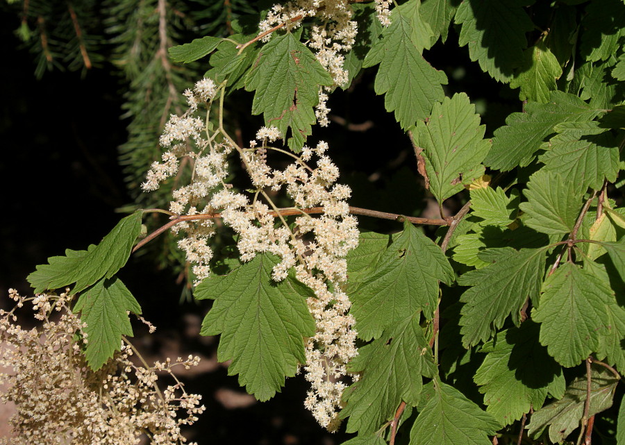 Image of Holodiscus discolor specimen.