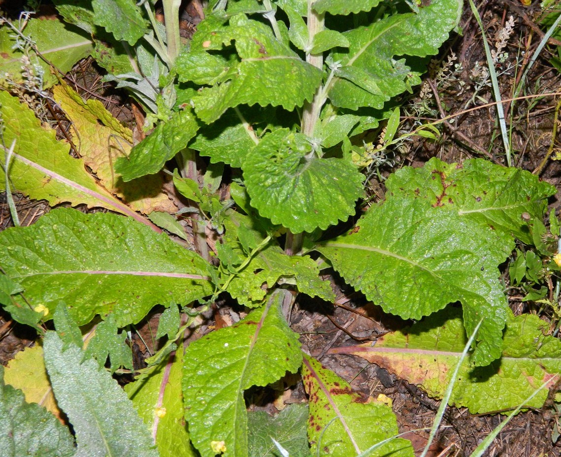 Image of Verbascum lychnitis specimen.