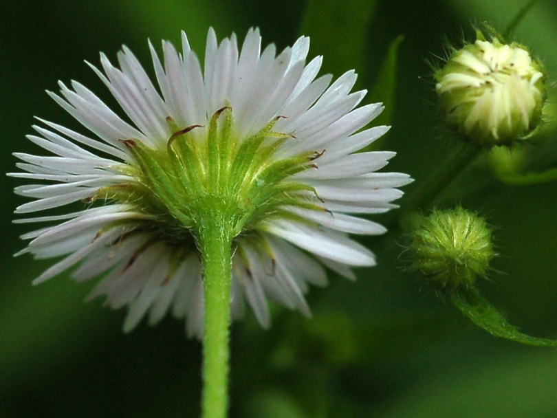 Image of Erigeron annuus specimen.