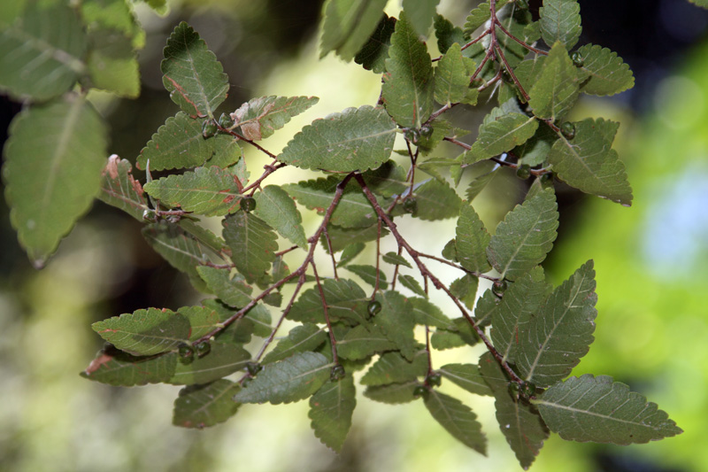 Image of Zelkova carpinifolia specimen.