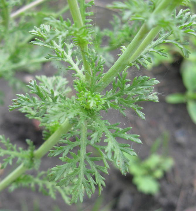 Изображение особи Glebionis coronaria.