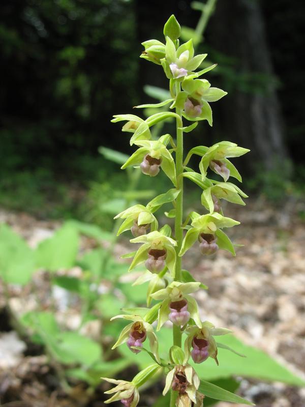 Изображение особи Epipactis helleborine.