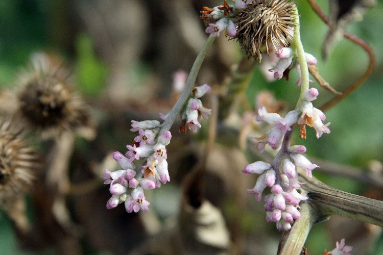 Image of Cuscuta lehmanniana specimen.