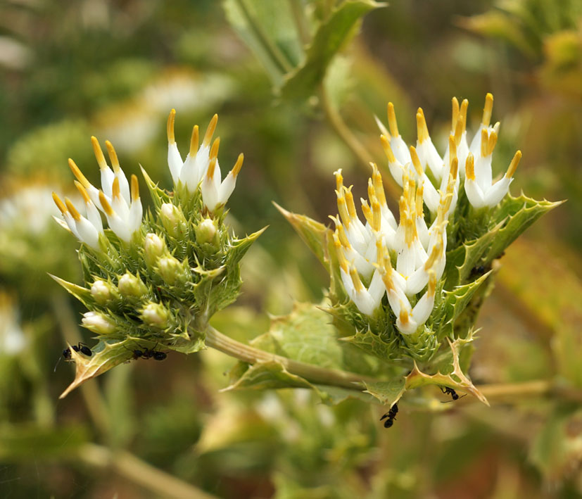 Изображение особи Cousinia triflora.