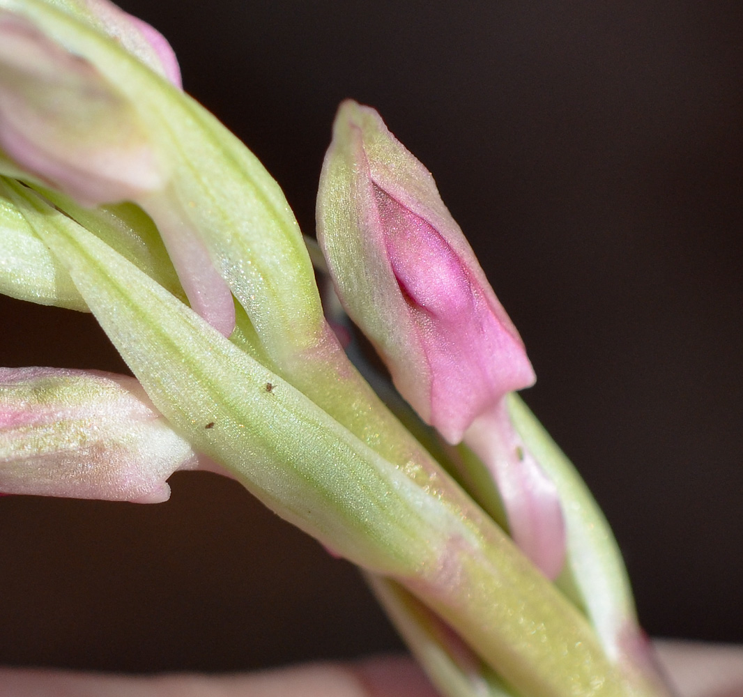 Image of Anacamptis sancta specimen.