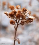 Senecio cineraria