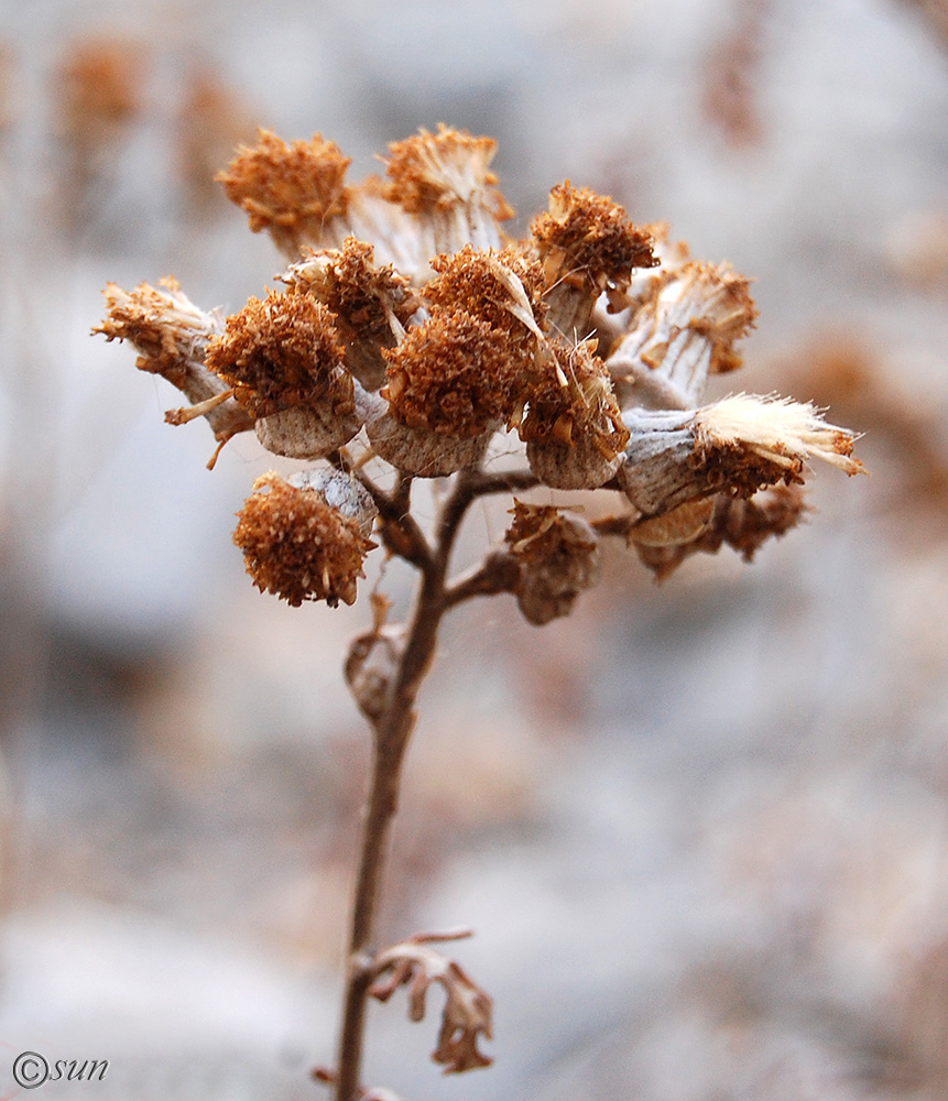 Image of Senecio cineraria specimen.