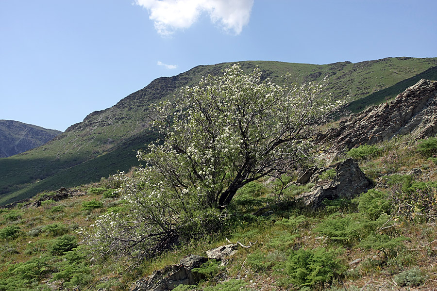 Image of Pyrus regelii specimen.