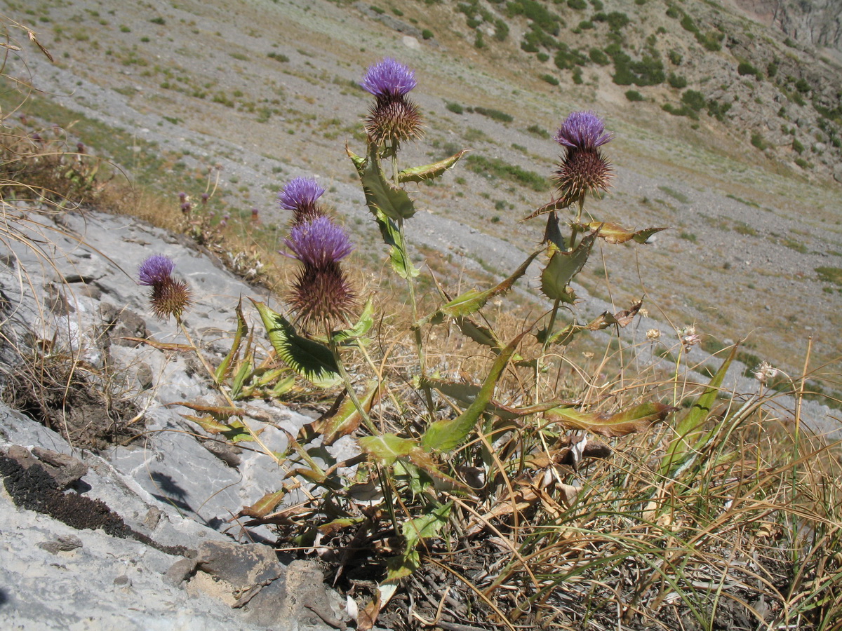 Image of Syreitschikovia spinulosa specimen.