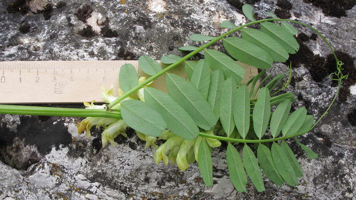 Image of Vicia balansae specimen.