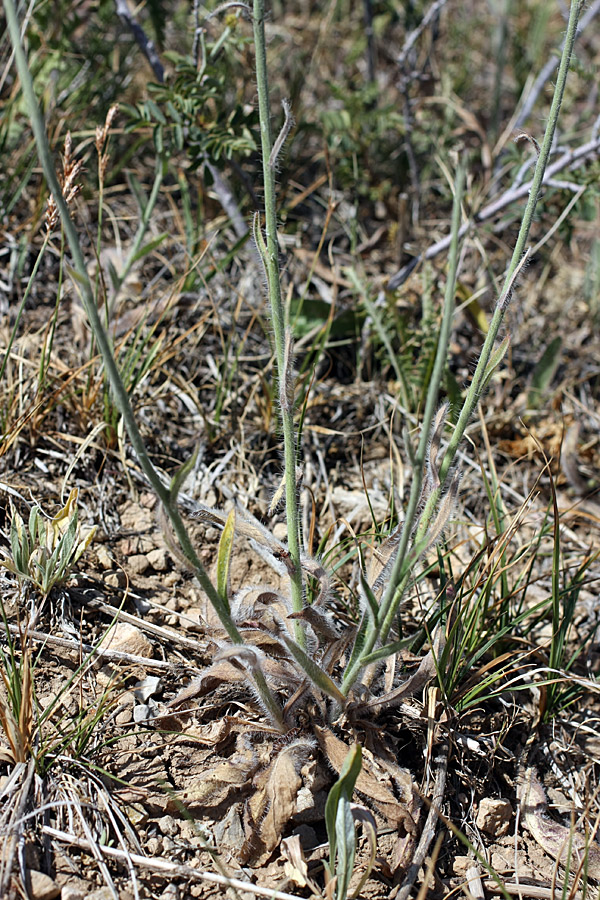 Image of Pilosella echioides specimen.