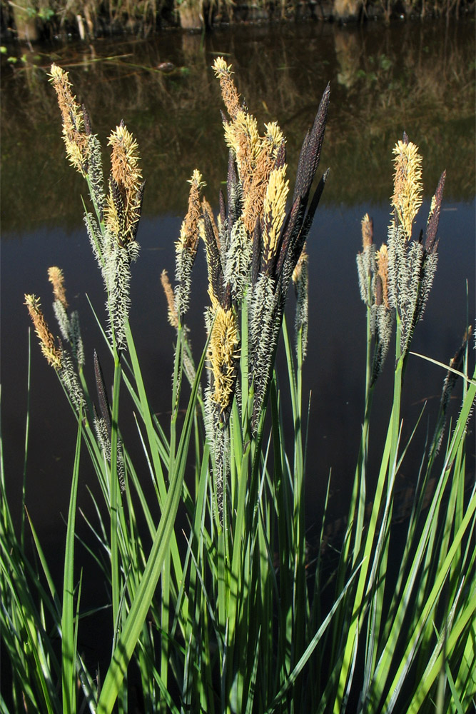 Image of Carex elata specimen.