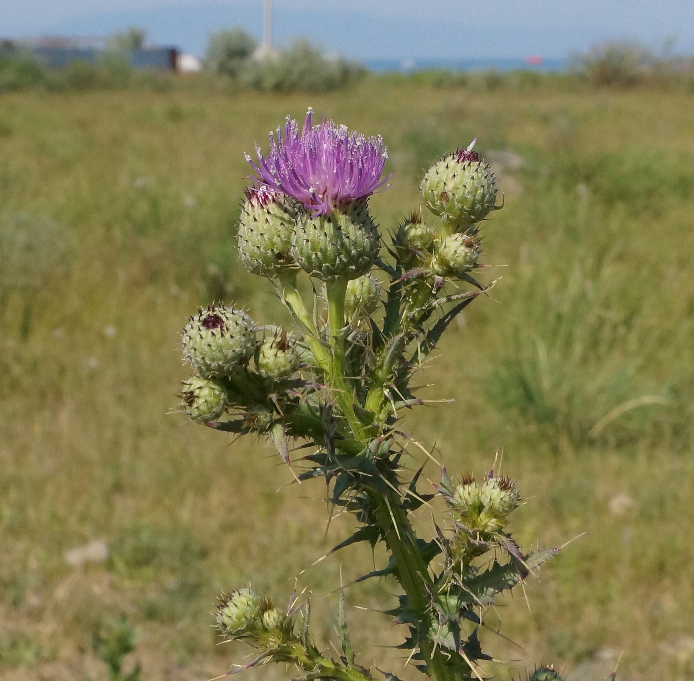 Изображение особи Cirsium alatum.