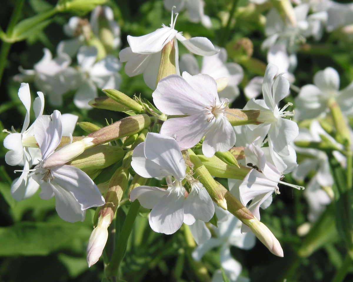 Image of Saponaria officinalis specimen.