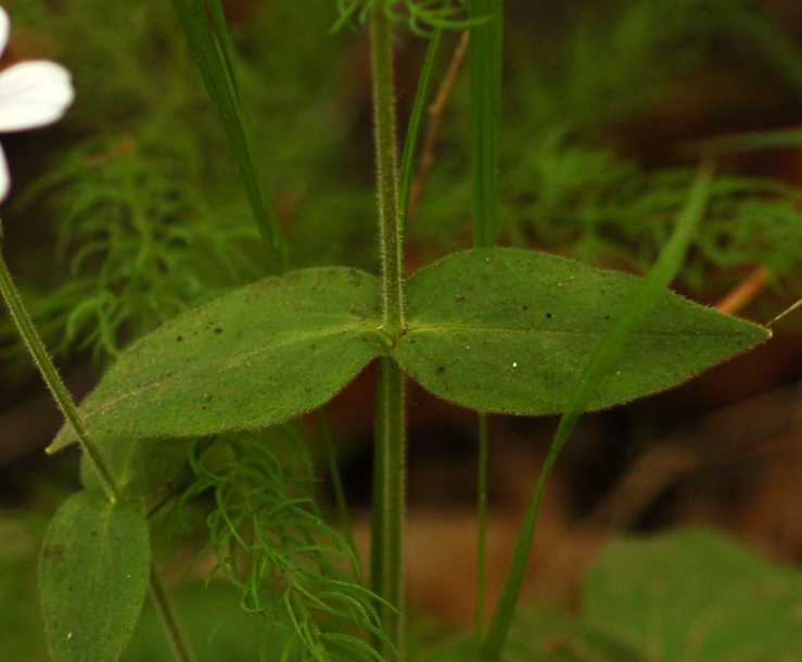 Image of Cerastium pauciflorum specimen.