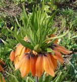 Fritillaria imperialis. Верхушка цветущего растения. Восточный Казахстан, г. Усть-Каменогорск, левый берег р. Иртыш, дачный участок, в культуре. 09.05.2015.