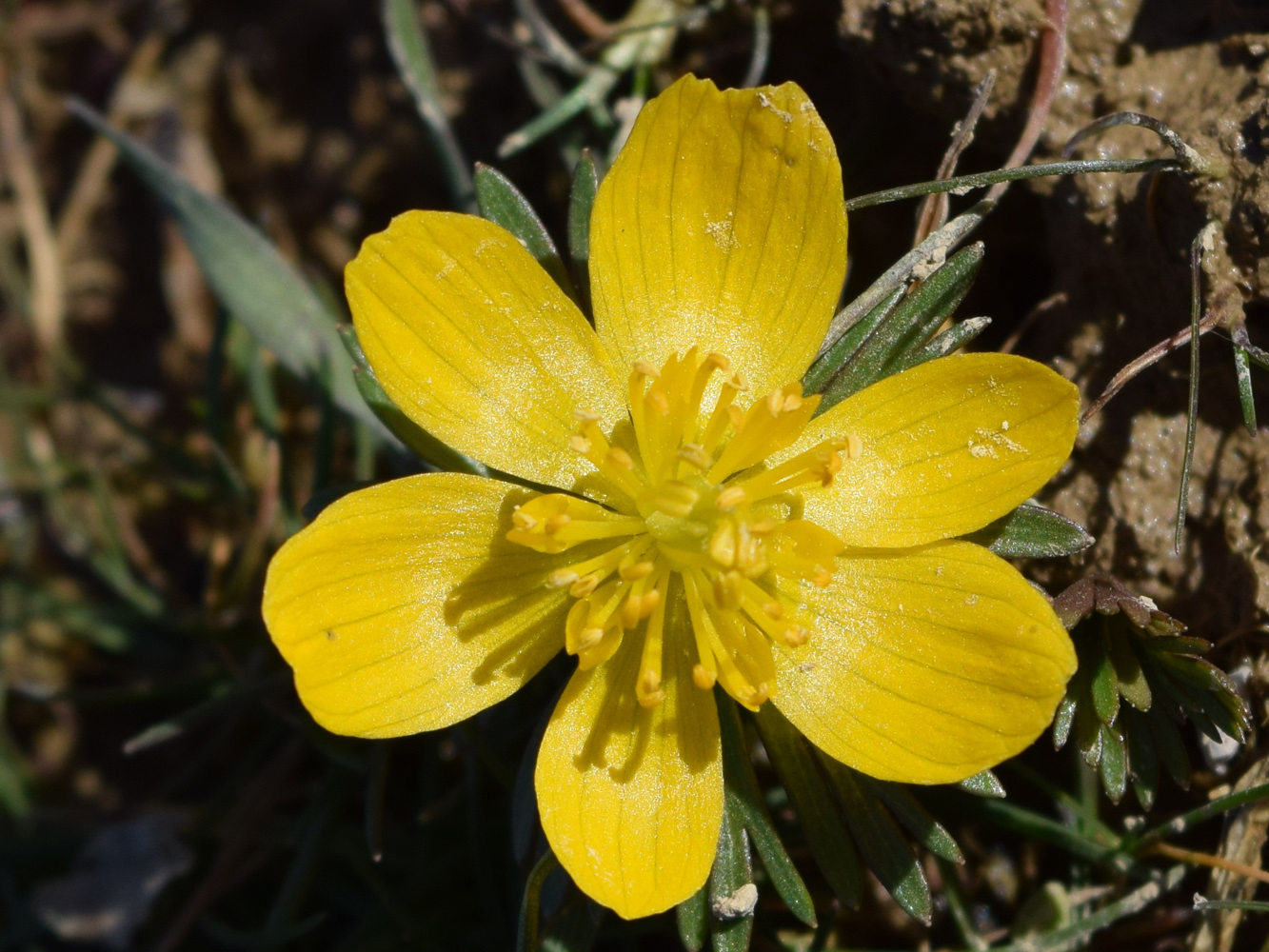 Image of Eranthis longistipitata specimen.