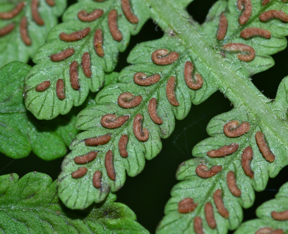 Image of Lunathyrium henryi specimen.