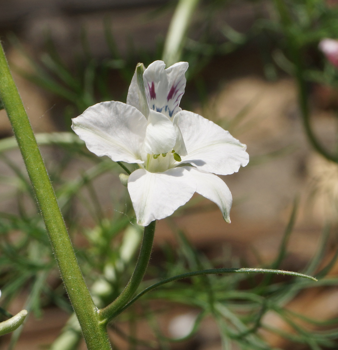 Изображение особи Delphinium ajacis.