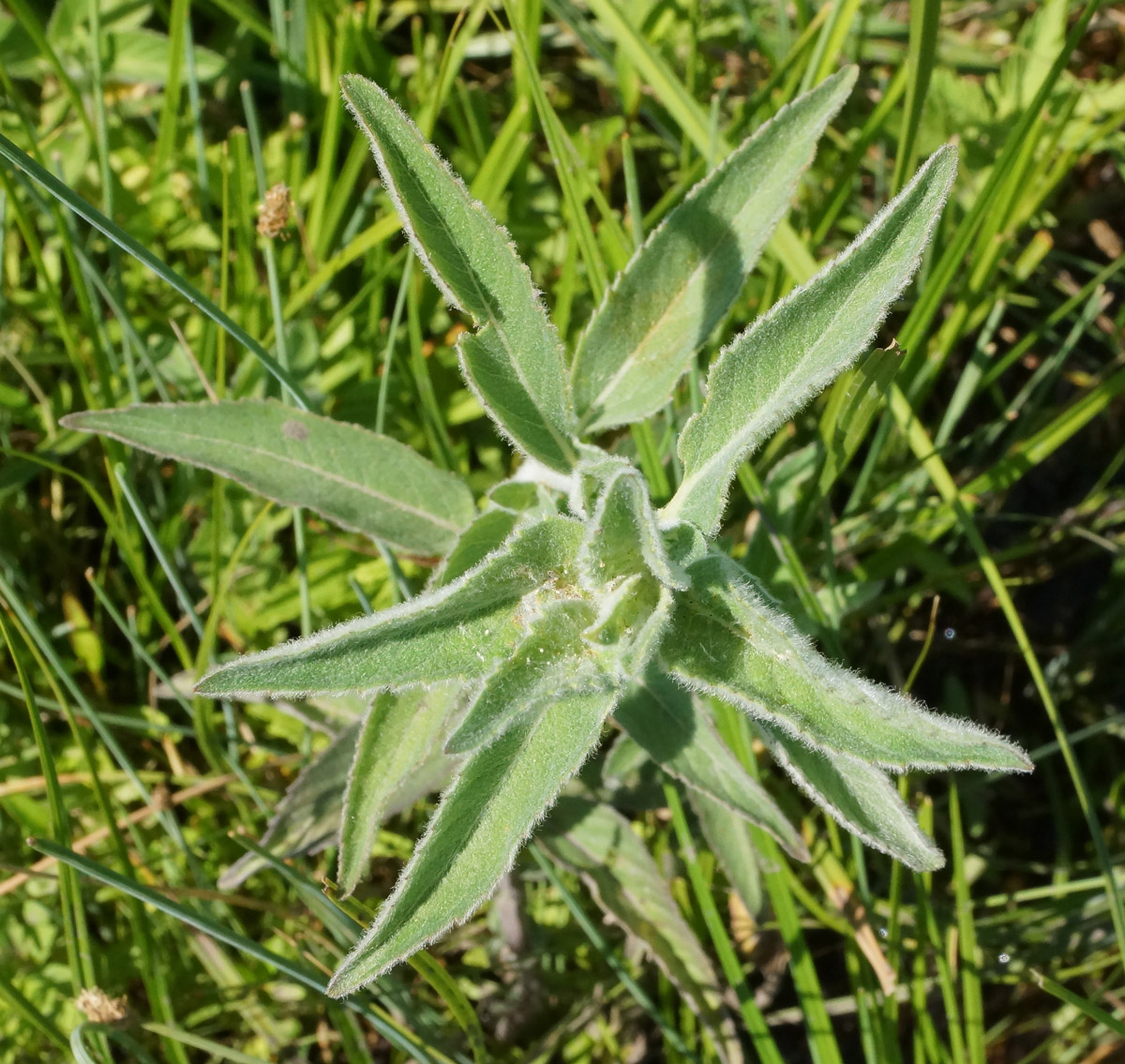 Image of Mentha asiatica specimen.